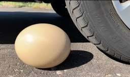 چالش تفریحی له کردن وسایل کیوت زیر ماشین - قسمت 110 - تخم شترمرغ/تخم مرغ