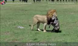 فیلم شکار حیوانات - شکار طعمه تازه متولد شده توسط شیر ها - حیات وحش
