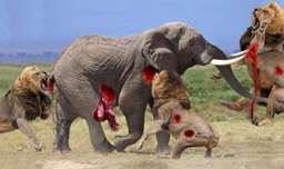 شکار فیل ها توسط شیرها / جنگ و نبرد حیوانات بین شیر و فیل در حیات وحش