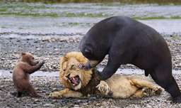 جنگ و نبرد حیوانات شیرها و خرس ها در حیات وحش - زرافه در مقابل شیر