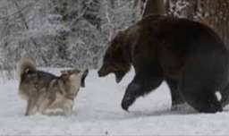 نبرد حیوانات وحشی _ نبرد بسیار دیدنی بین خرس و گرگ