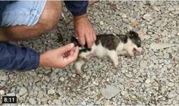 نجات توله سگ مریض :: کلیپ حیوانات