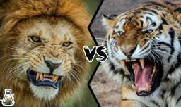 جنگ و نبرد شیر و ببر در حیات وحش - کدام قوی تر است؟!
