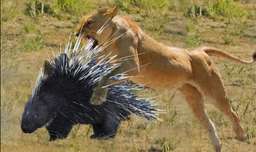 جنگ و نبرد حیوانات شیرها و جوجه تیغی در حیات وحش