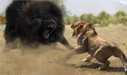 10 حیوان قوی در مقابل شیرها / جنگ و نبرد حیوانات حیات وحش