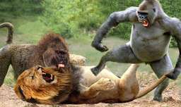 جنگ و نبرد حیوانات بین شیرها و میمون بابون و گوریل در حیات وحش