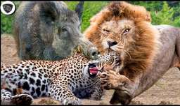 جنگ و نبرد حیوانات - شجاعت گراز زگیل دار و نبرد با شیر 1401