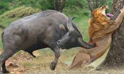 نبرد حیوانات وحشی ، نبرد بوفالو و شیرها جنگ باورنکردنی حیوانات