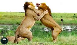 جنگ و نبرد حیوانات وحشی - جنگ حیوانات - حیوانات وحشی - نبرد وحشیانه شیرها