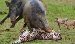 جنگ حیوانات وحشی - گراز در مقابل شیر - نبرد در حیات وحش