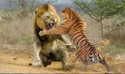جنگ و نبرد شیر، ببر، پلنگ، جگوار، یوزپلنگ - راز بقا - حمله حیوانات