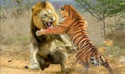 جنگ و نبرد حیوانات حیات وحش - وقتی ببرها و شیرها با هم روبرو می شوند
