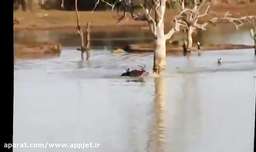 شکار وحشیانه ایمپالا توسط سگهای وحشی در دریاچه