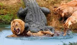 شیر در مقابل حمله تمساح - نبرد شیر با تمساح