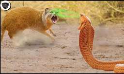 مبارزه حیوانات وحشی - نبرد مرگبار مانگوس و کینگ کبرا - حیات وحش