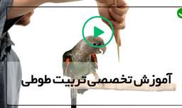 آموزش تربیت آسان طوطی-تربیت طوطی درمنزل-برخی از نشانه های پرنده بیمار