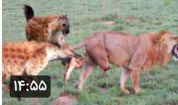 جنگ و نبرد شیرها با کفتارها در حیات وحش / گاز گرفتن پای شیر توسط کفتارها