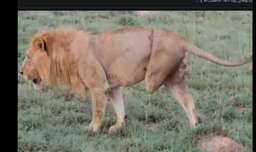 جنگ و نبرد شیرها با کفتارها در حیات وحش / گاز گرفتن پای شیر توسط کفتارها