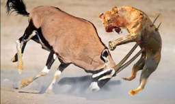 نبرد حیوانات وحشی | مستند حیات وحش | ضربه شدید گوزن به شیر ماده