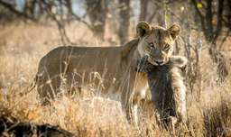 مستند حیوانات وحشی || جنگ بابون و پلنگ || شکار بابون توسط شیر