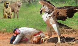 شکار حیوانات | نبرد میمون و عقاب | حیات وحش ۲۰۲۳ | نبرد میمون وحشی
