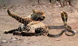 مستند حیوانات وحشی | شاه کبرا پلنگ را با یک نیش به دلیل مزاحم چرت مار کشت