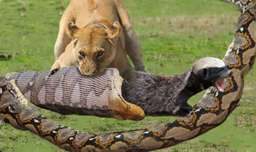 حملات حیوانات وحشی | نبرد شیر و مار پیتون | حیات وحش ۲۰۲۳