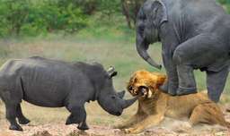 حیات وحش جهان || حمله کرگدن به شیرها || جنگ حیوانات وحشی