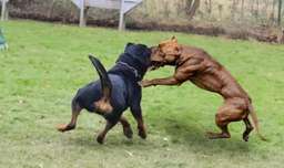کدوم سگ قوی تره ؟/ سگ پیت بول در مقابل روتوایلر