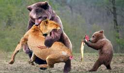 جنگ نابرابر حیوانات | مادر وحشی گراز | حمله خرس به شیر | جنگ خرس و گراز