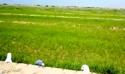 شکار کبوتر و حفاظت از محیط زیست آقای شاهرخ گرگ زاده