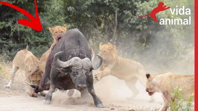 زنده خواری بوفالو توسط شیر _بوفالو و شیرها _ جنگ حیوانات وحشی 2021