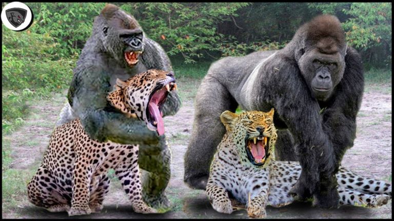 حمله خانواده میمون ها | شکار عقاب توسط میمون | درگیری پلنگ و بابون ها