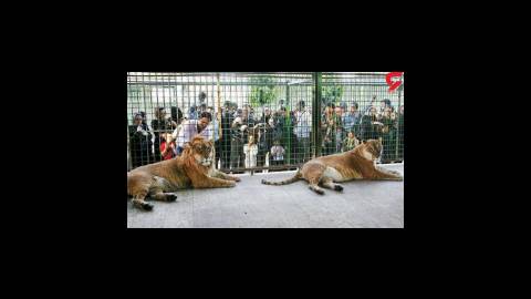 فیلم حمله مرگبار 2 شیر به نگهبان باغ وحش اراک