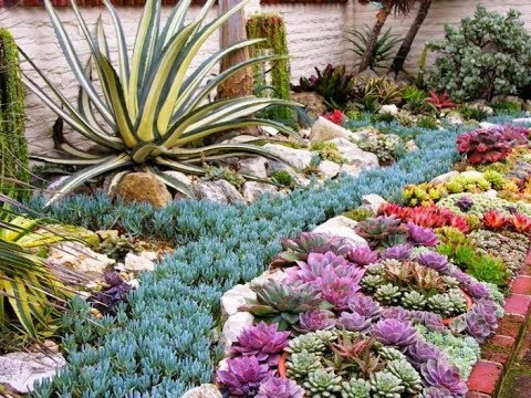 Rock Garden ideas