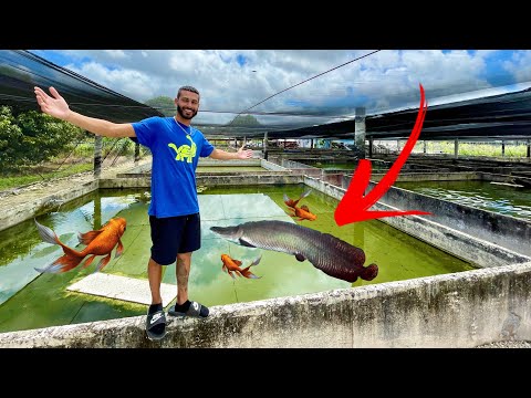 LARGEST FISH FARM! NEVER Seen BEFORE! INCREDIBLE!