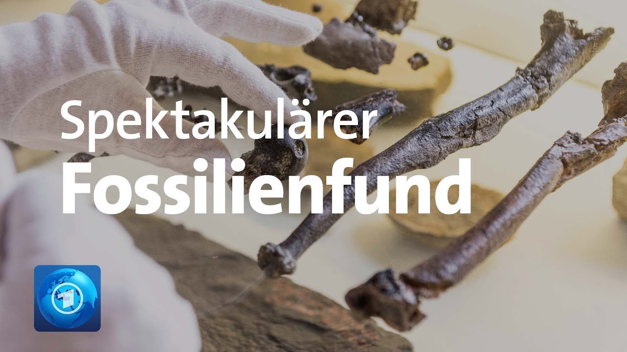 Spektakulärer Fossilienfund: Aufrechter Gang entstand wohl in Europa