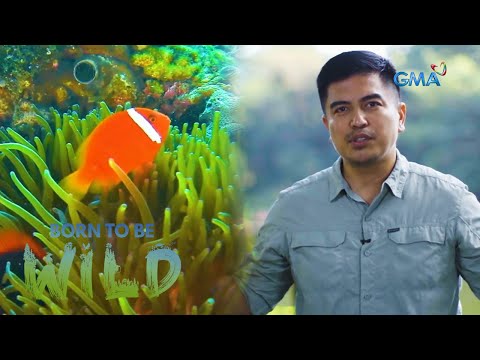 Exploring the impact of catching fish on the marine ecosystem | Born to be Wild