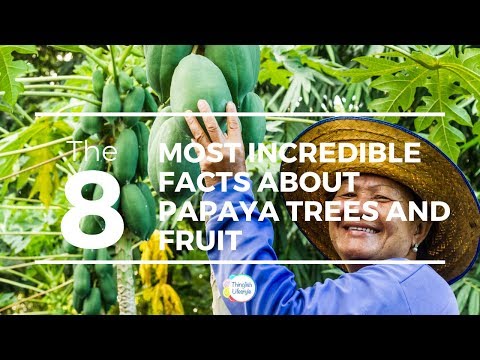 The 8 Most Incredible Facts about Papaya Trees and Fruit