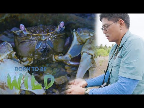 Crucial role of crabs in the ecosystem | Born to be Wild