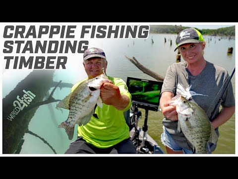 How to Catch Crappies in Standing Timber