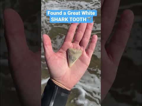 Great White SHARK TOOTH🦈 on my way out from surfing🏄🏼‍♀️