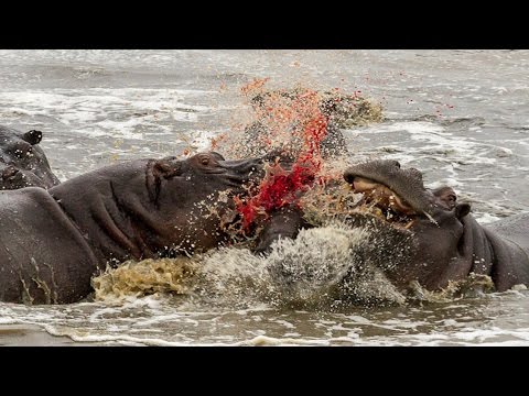 When Hippos Attack