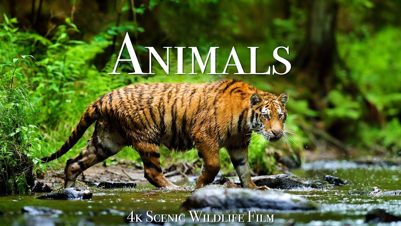 World of Animals 4K - فیلم منظره حیات وحش با موسیقی آرامش بخش