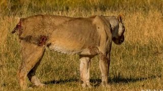 10 بدترین لحظات دردناک شیرها هنگام نبرد در حیات وحش