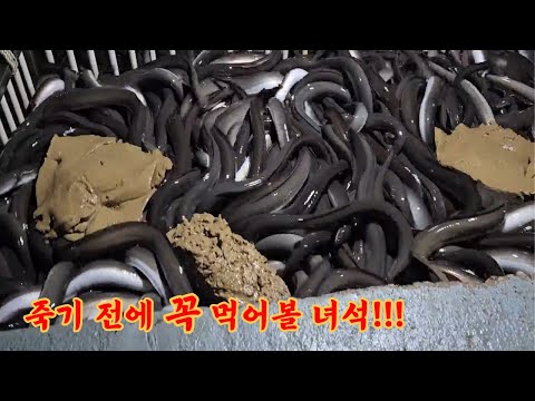 압도적 역대급 고창 풍천장어 연간매출 수십억!! korea food