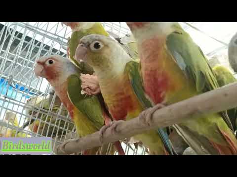 Adult Pineapple conure playing with camera watch & enjoy friends#conure #tamed #parrot #tame