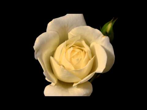 Blooming White Rose Flower || Full HD Time-Lapse Video