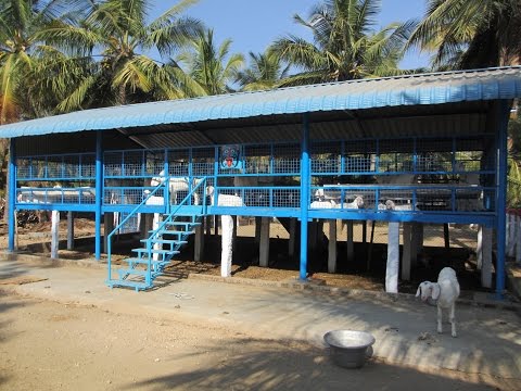 Profitable Tellicerry goat farm[லாபகரமான தலைச்சேரி ஆட்டு பண்ணை ]