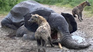 حمله وحشیانه کفتار ها به فیل در حیات وحش